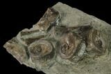 Plate of Fossil Ichthyosaur Bones - Germany #150338-2